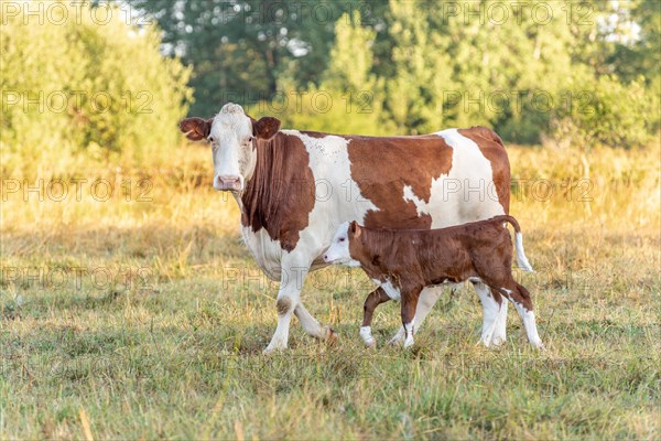 Cow with her calf. Cows in the pasture in the morning. Montbeliarde cow in the Jura. France