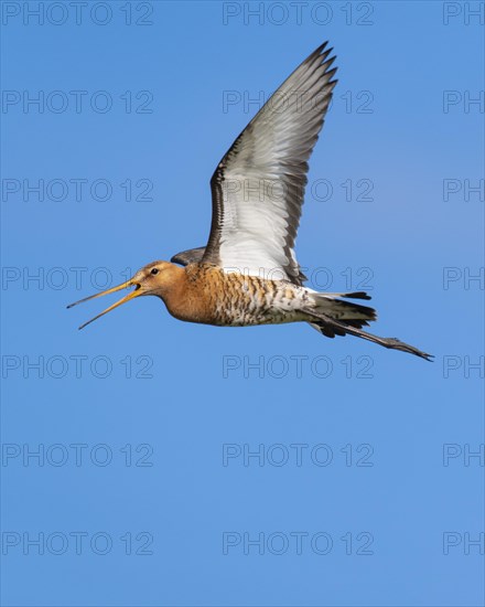 Black-tailed Godwit