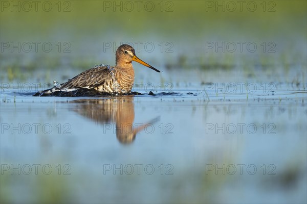 Black-tailed Godwit