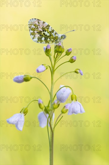 Orange tip