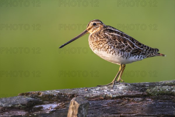 Common Snipe