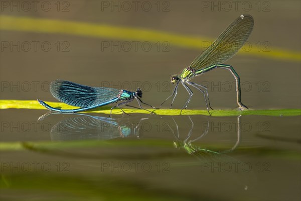 Banded demoiselle