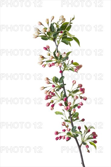 Dwarf cherry-apple