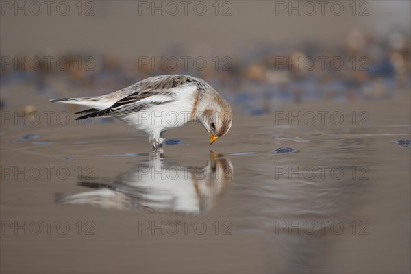 Snow bunting