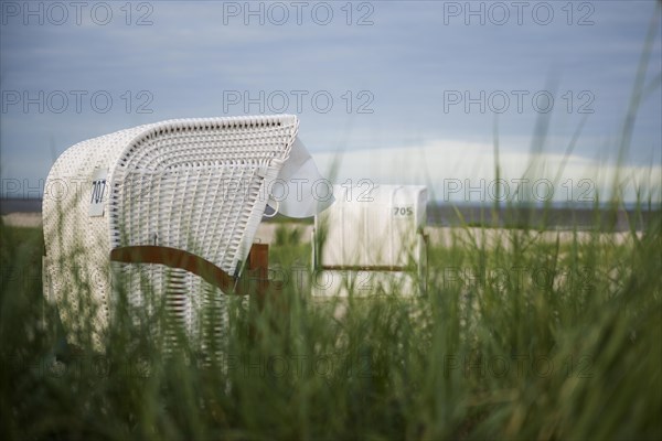 European marram grass