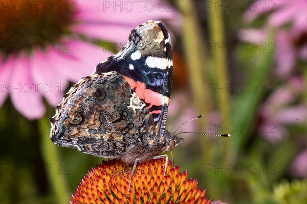 Admiral butterfly with closed wings sitting on orange flower sucking right looking