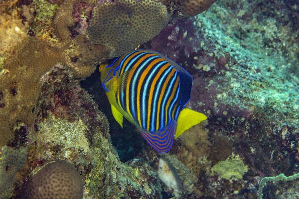 Royal angelfish