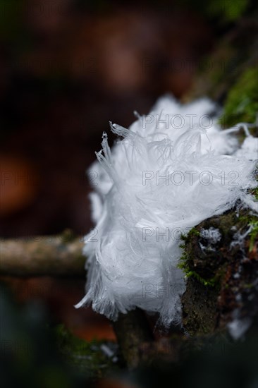 Hair ice on deadwood with moss