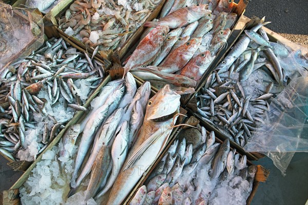 Boxes of fresh fish