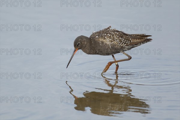 Spotted redshank