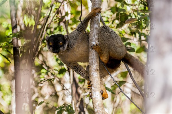 Mongoose lemur