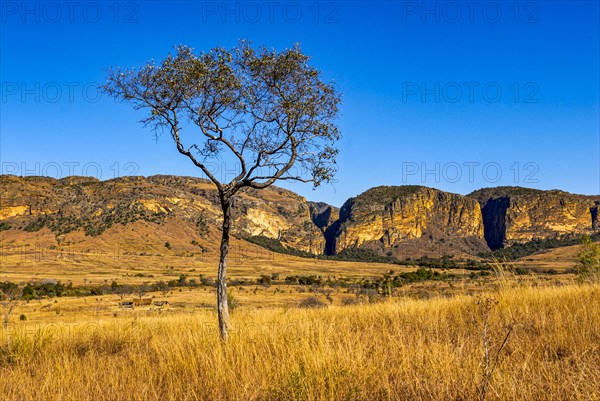 Savannah in the Isalo National Park