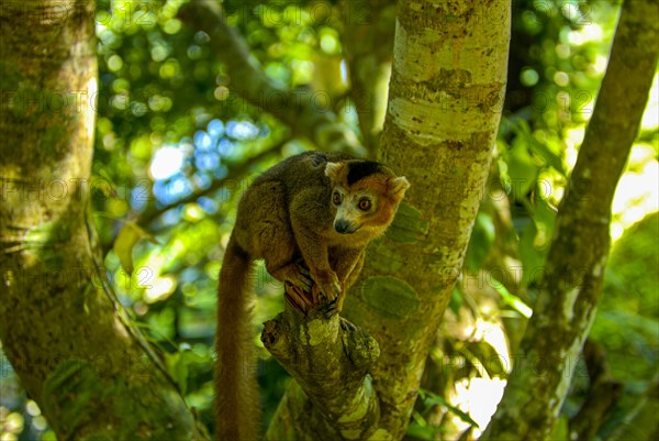 Red-Bellied Lemur