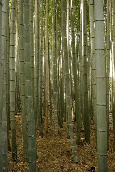 Bamboo trunks in the Arashiyama bamboo forest in Kyoto