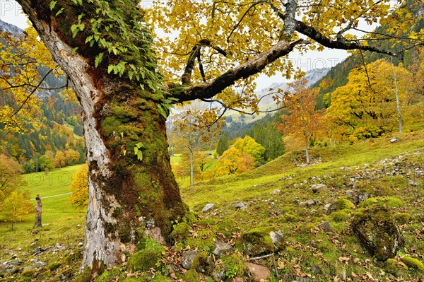Autumn-coloured sycamore maple