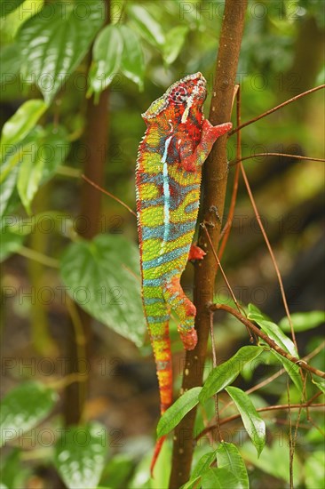 Panther chameleon