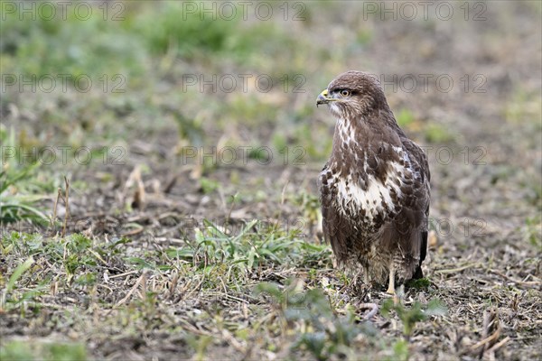 Common steppe buzzard