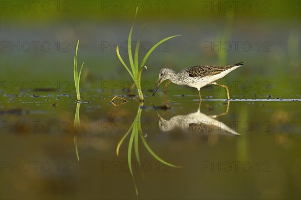 Common greenshank