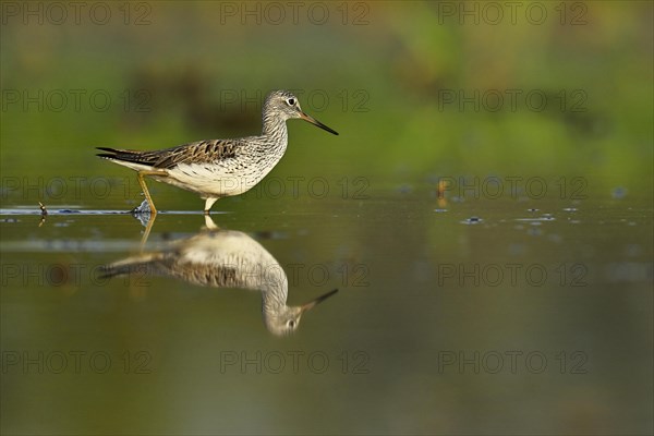 Common greenshank