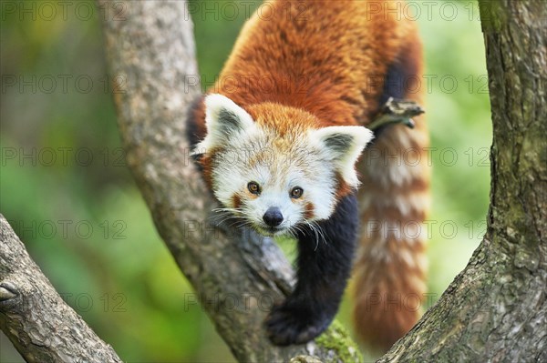 Red panda