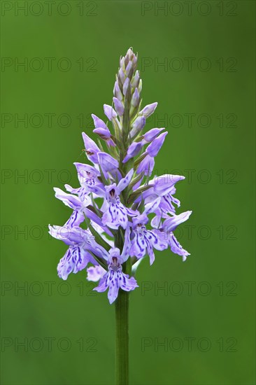 Fox Orchid or common spotted orchid