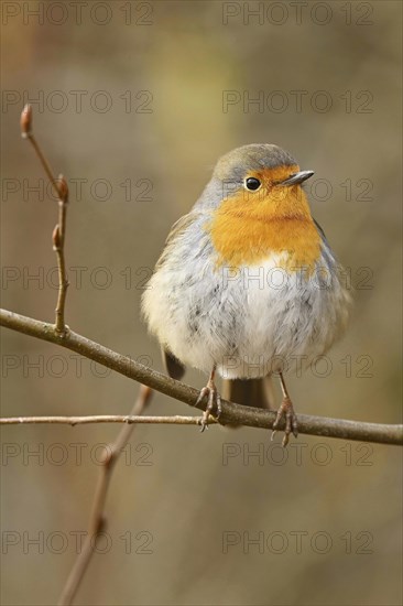 European robin