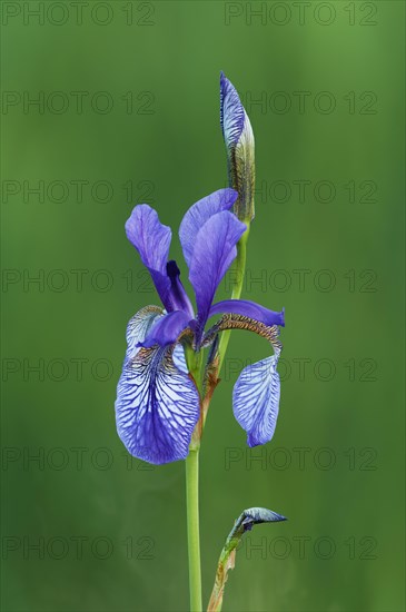 Siberian iris