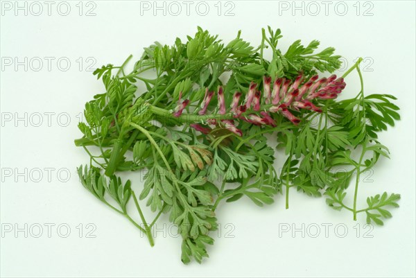 Medicinal plant Common fumitory