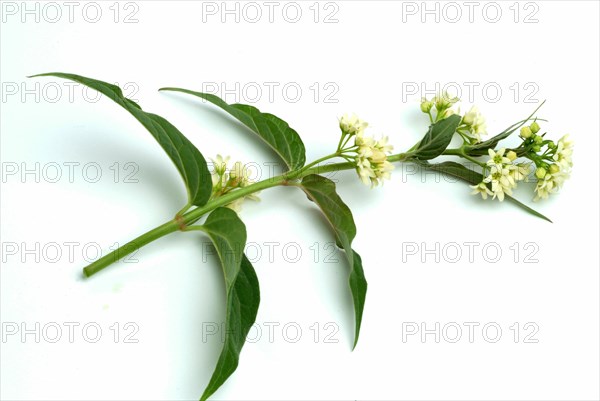 Medicinal plant white swallowwort