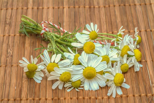 Medicinal plant Chamomile