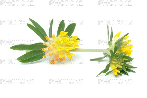 Common kidney vetch