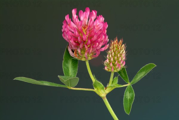 Meadow clover