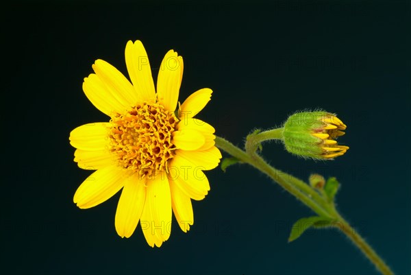 Arnica