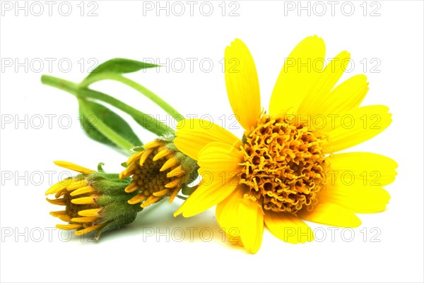 Arnica