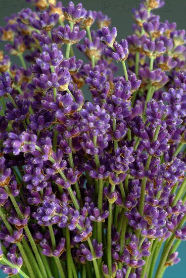 True lavender or narrow-leaved lavender