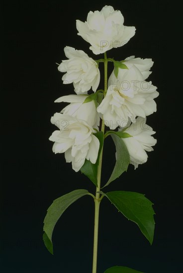 True common jasmine