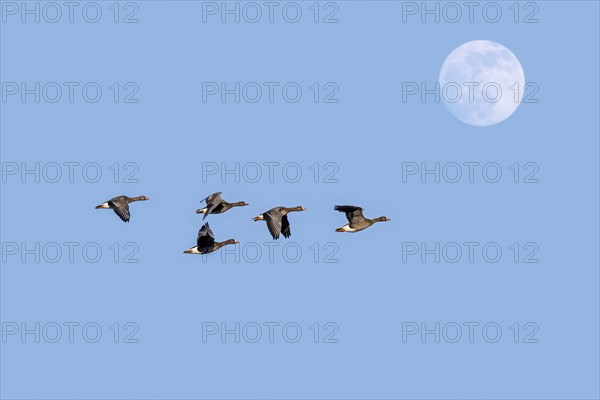 Full moon and flock of white-fronted geese