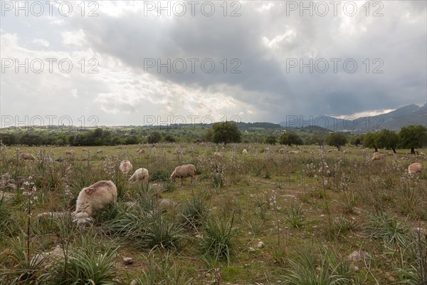 Sheep in a meadow with asphodel