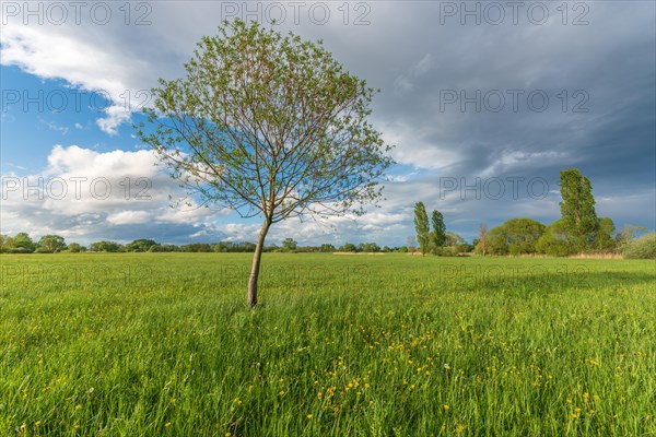 Natural green meadow dotted with trees in spring. Alsace