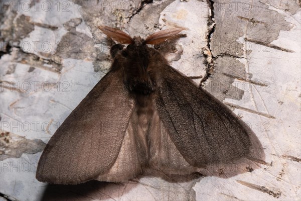 Beech redstart male moth with open wings sitting on tree trunk from behind