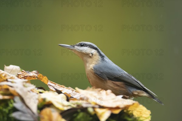 European nuthatch