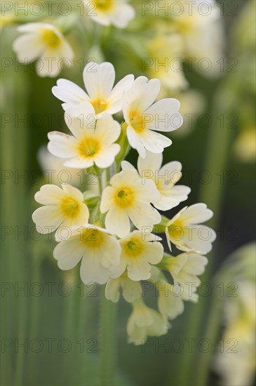 True oxlip