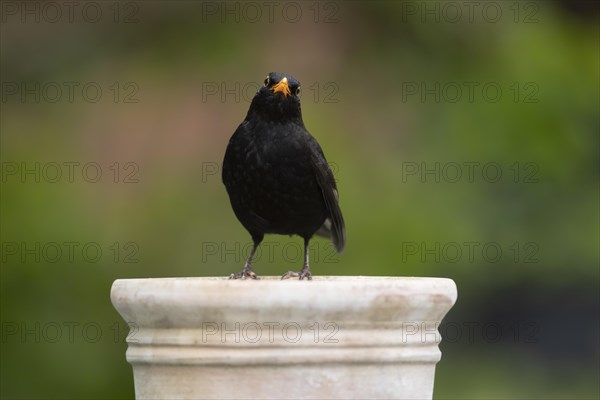 European blackbird