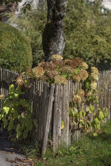 Withered hydrangea on a garden fence