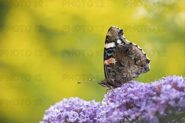 Red admiral