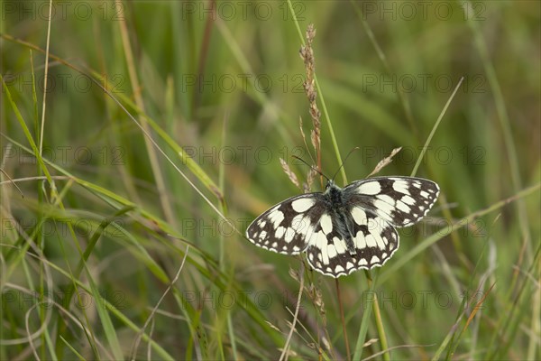 Marbled white