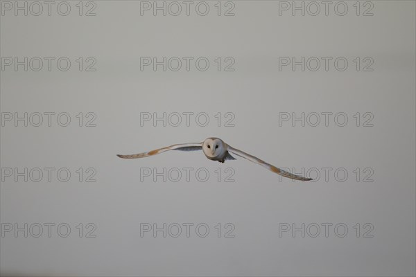Barn owl