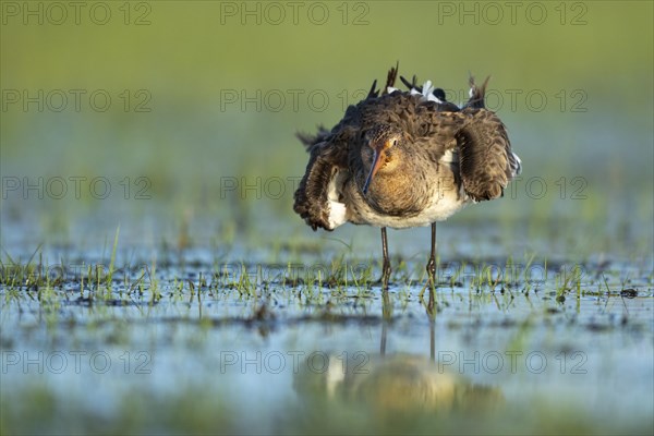 Black-tailed Godwit