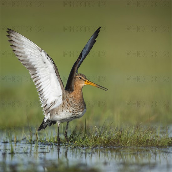 Black-tailed Godwit