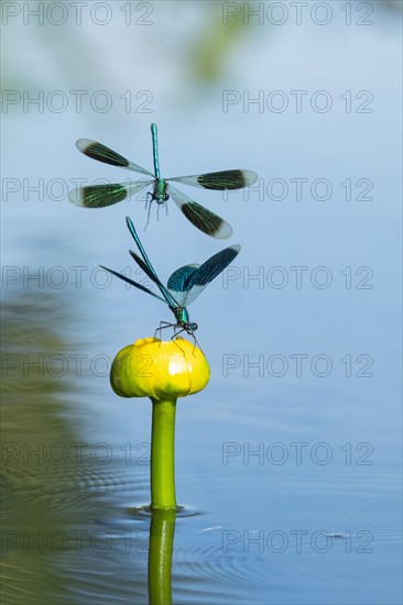 Banded demoiselle